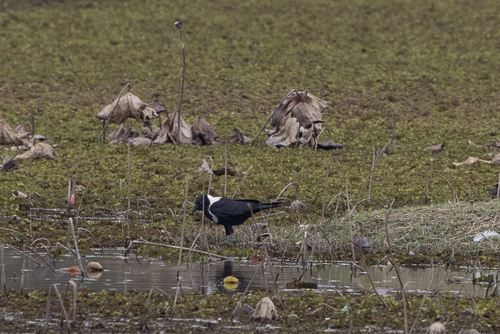 Collared Crow (Corvus torquatus)