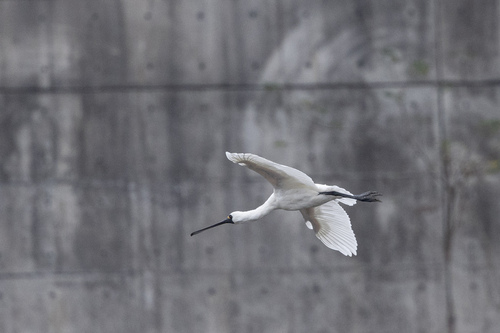 Black-faced Spoonbill (Platalea minor), photo 4