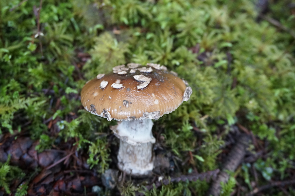 Amanita pantherinoides · February 2026 · photo: © murray39 (iNaturalist, cc-by)