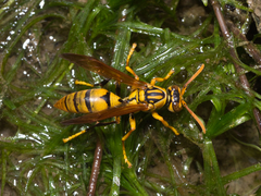 Polistes diabolicus