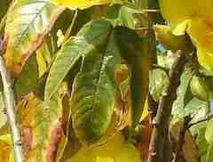 Cochlospermum religiosum