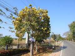 Cochlospermum religiosum