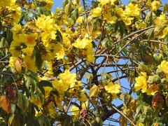 Cochlospermum religiosum