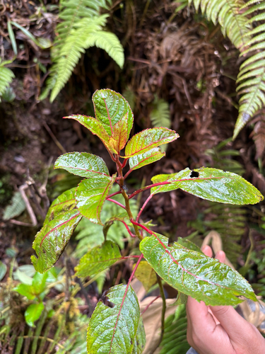 Perrottetia sandwicensis observed 2026-02-18