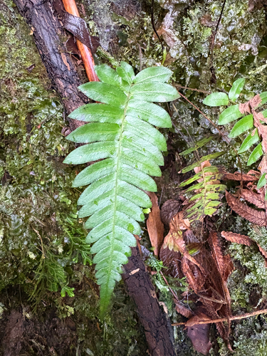 Blechnum appendiculatum observed 2026-02-18