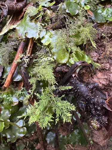 Thuidium cymbifolium observed 2026-02-18