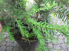 Pseudotaxus chienii