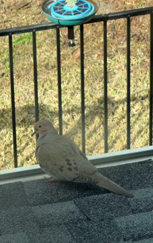 Mourning Dove