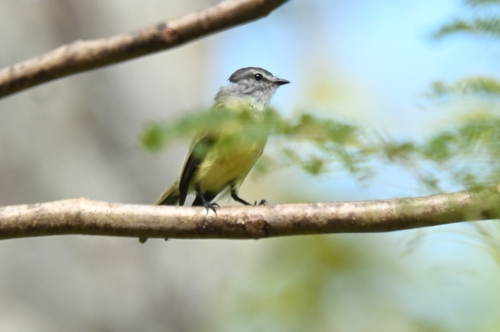 Yellow-crowned Tyrannulet (Tyrannulus elatus), photo 3