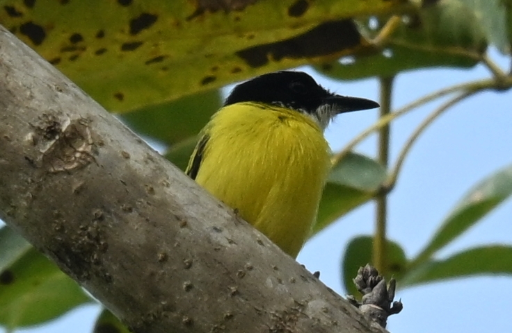 Black-headed Tody-Flycatcher (Todirostrum nigriceps), photo 4