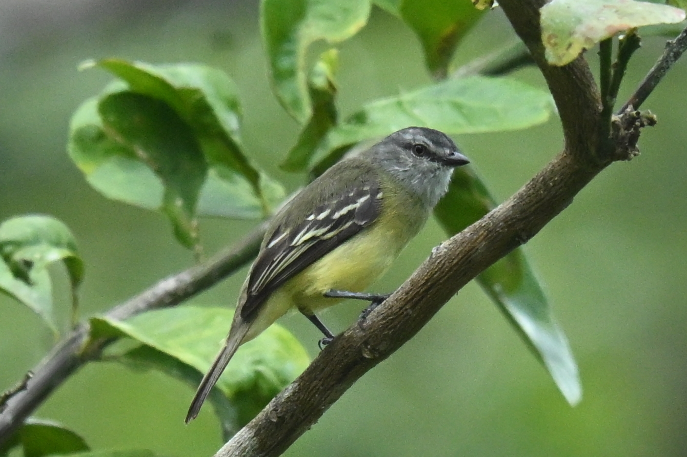 Yellow-crowned Tyrannulet (Tyrannulus elatus), photo 2