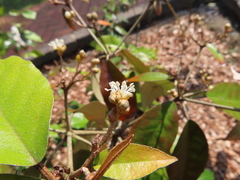 Croton cascarilloides