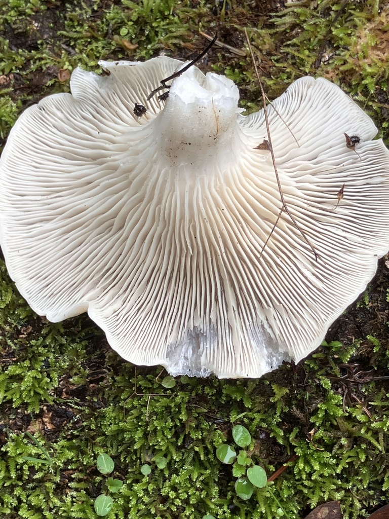 Pleurotus ostreatus · February 2026 · photo: © sunflowerguy (iNaturalist, cc-by-nc)