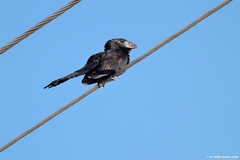 Crotophaga ani