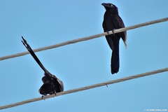 Crotophaga ani