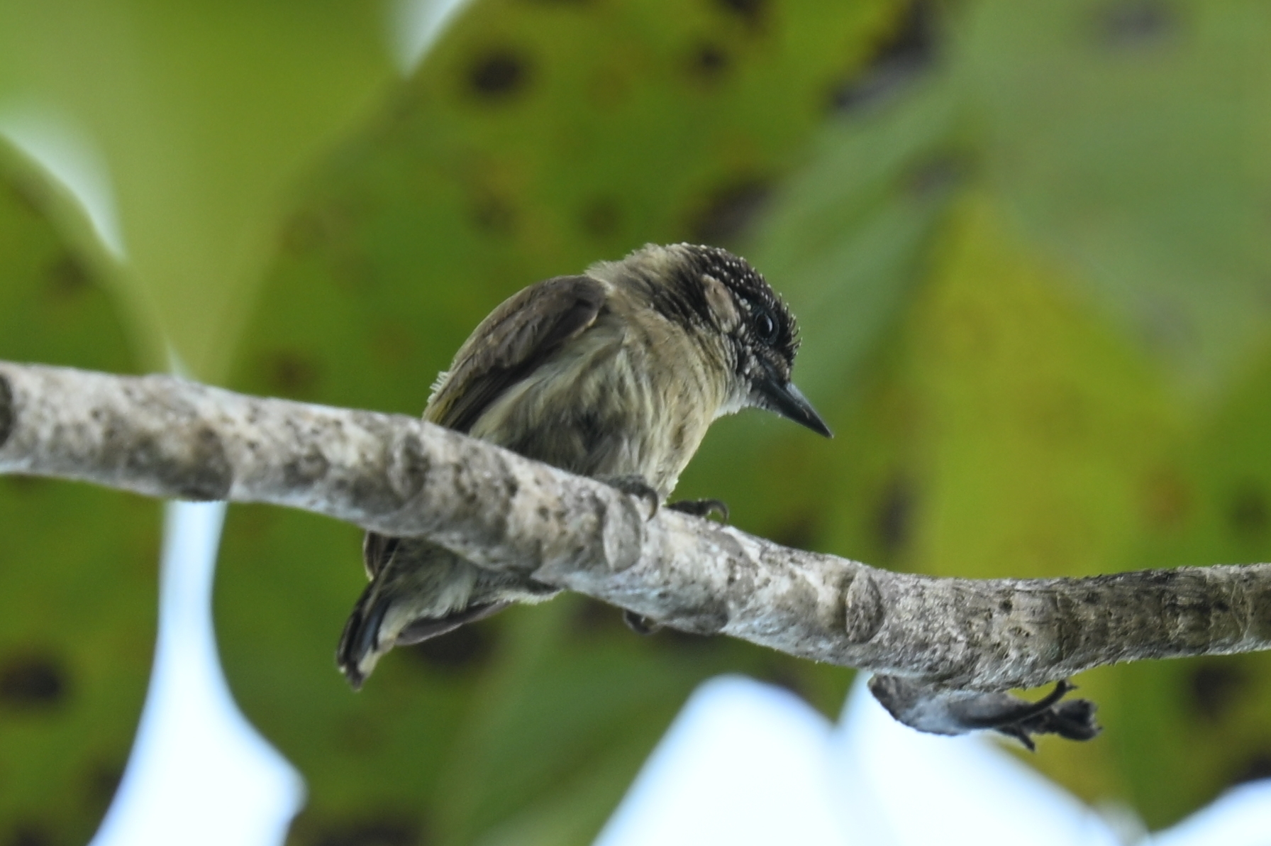 Olivaceous Piculet (Picumnus olivaceus), photo 9