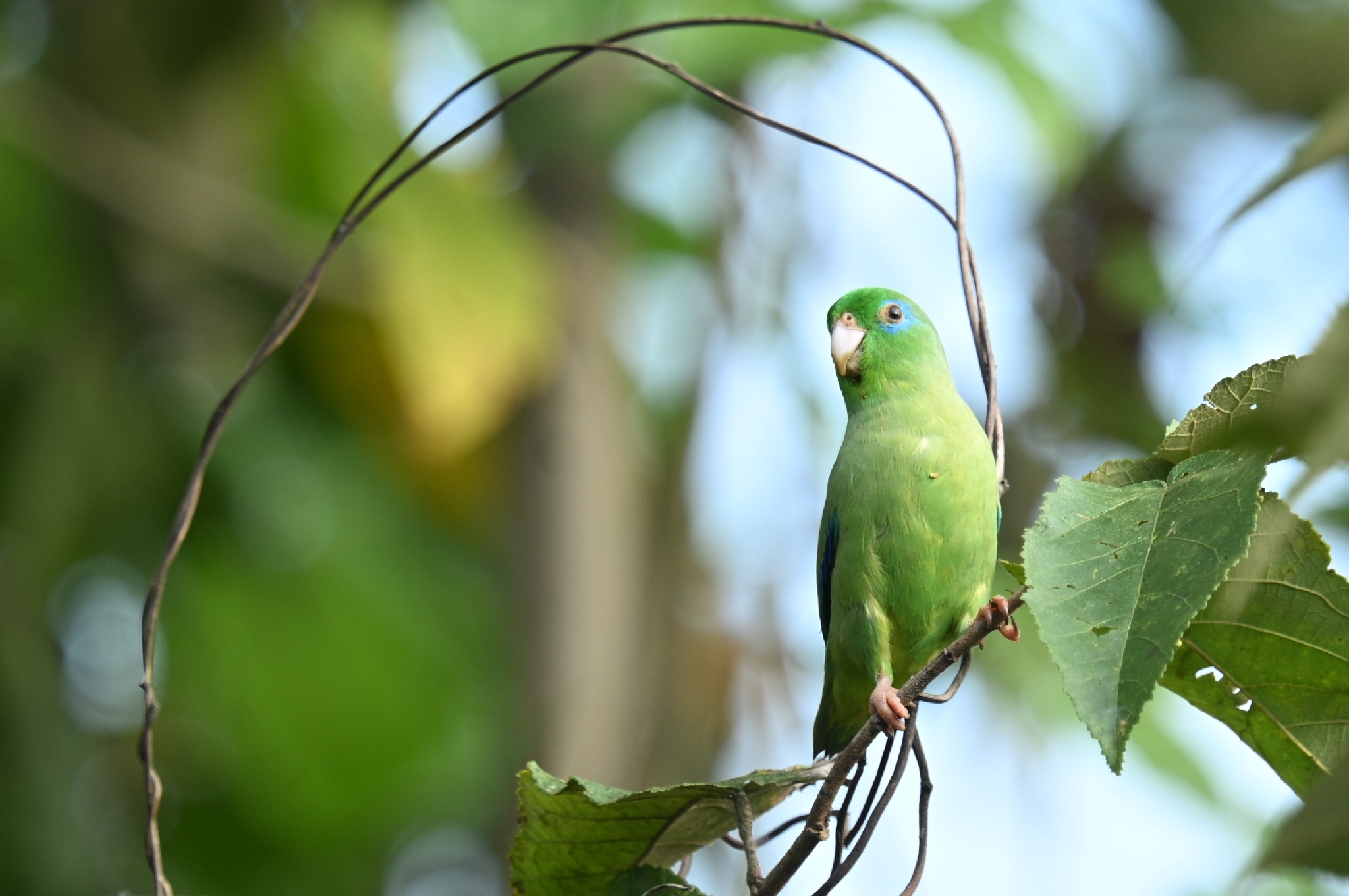 Spectacled Parrotlet (Forpus conspicillatus), photo 2