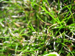 Schoenus breviculmis