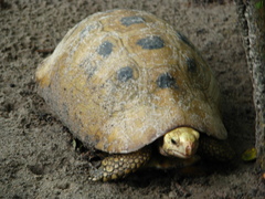 Indotestudo elongata