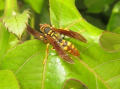 Polistes weyrauchorum