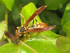 Polistes weyrauchorum