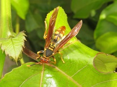 Polistes weyrauchorum