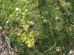 Schoenus breviculmis