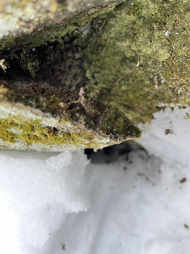 Serpoleskea confervoides observed 2026-02-18