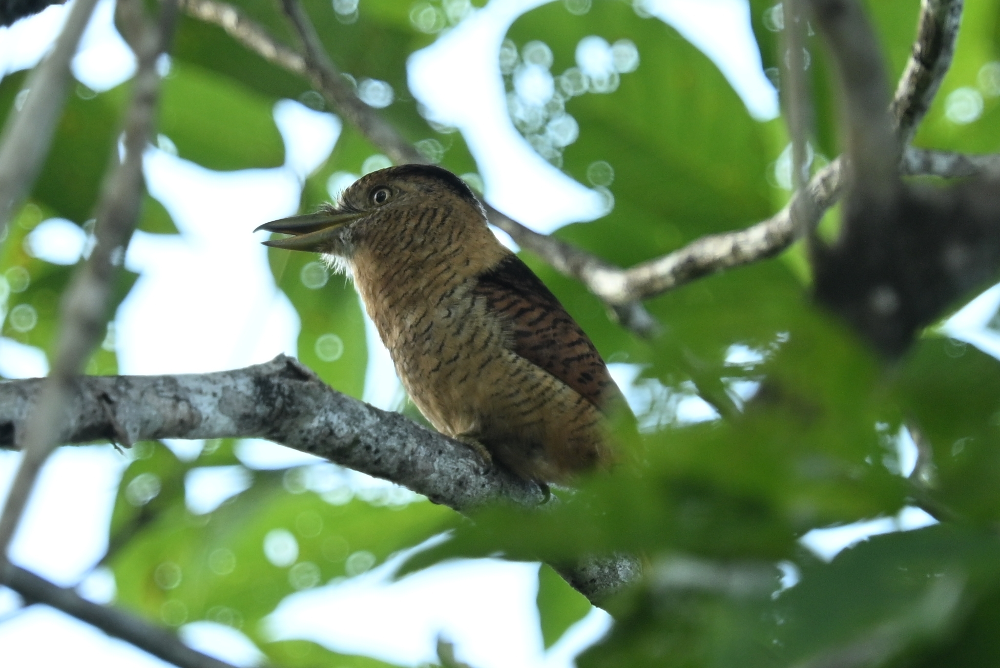 Barred Puffbird (Nystalus radiatus), photo 2