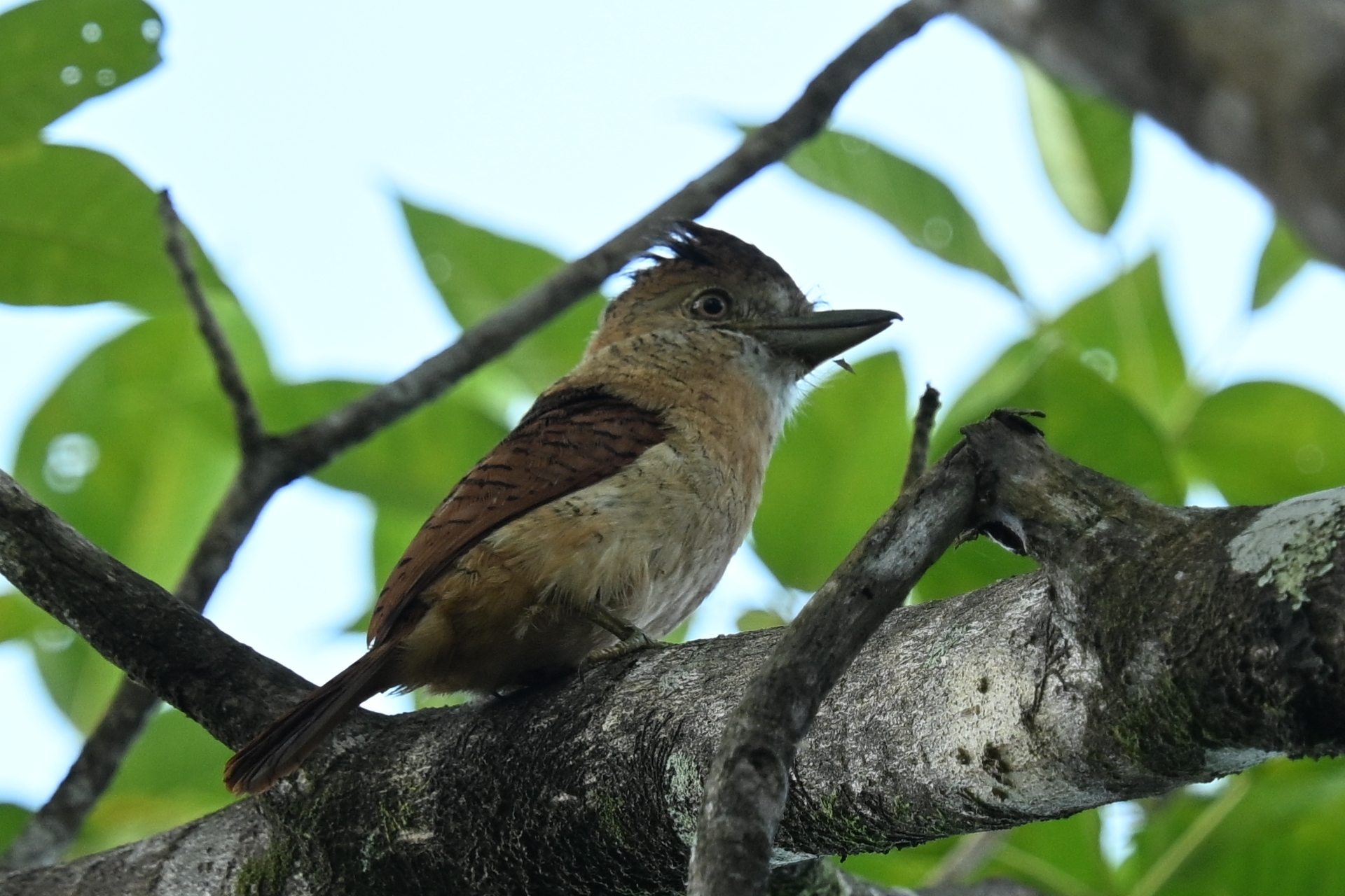 Barred Puffbird (Nystalus radiatus), photo 1