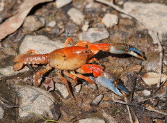 Engaeus affinis