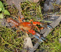 Engaeus affinis