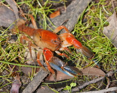 Engaeus affinis