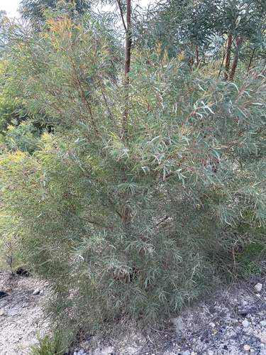 Eucalyptus nicholii, 2026-02-19