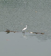 Egretta garzetta