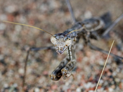 Rivetina