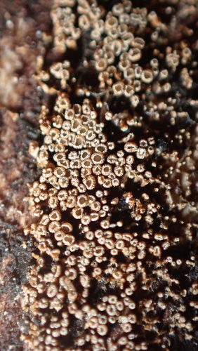 Merismodes anomala observed 2026-02-18