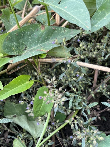 Hydrolea zeylanica observed 2026-02-18