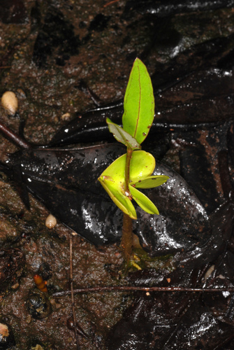 black mangrove