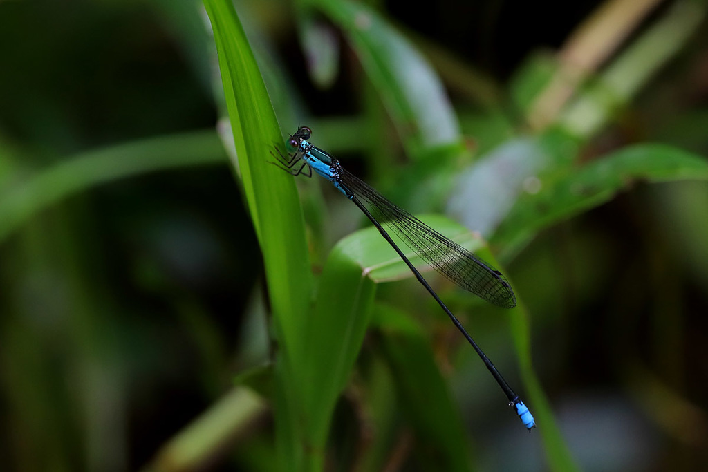 Nesobasis angulicollis