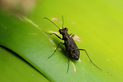 Polyrhanis vitiensis