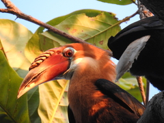 Narcondam Hornbill photo 2