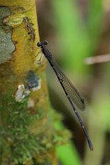 Melanesobasis flavilabris