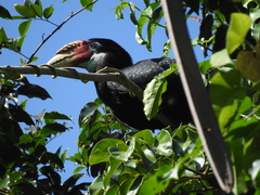 Narcondam Hornbill photo 5