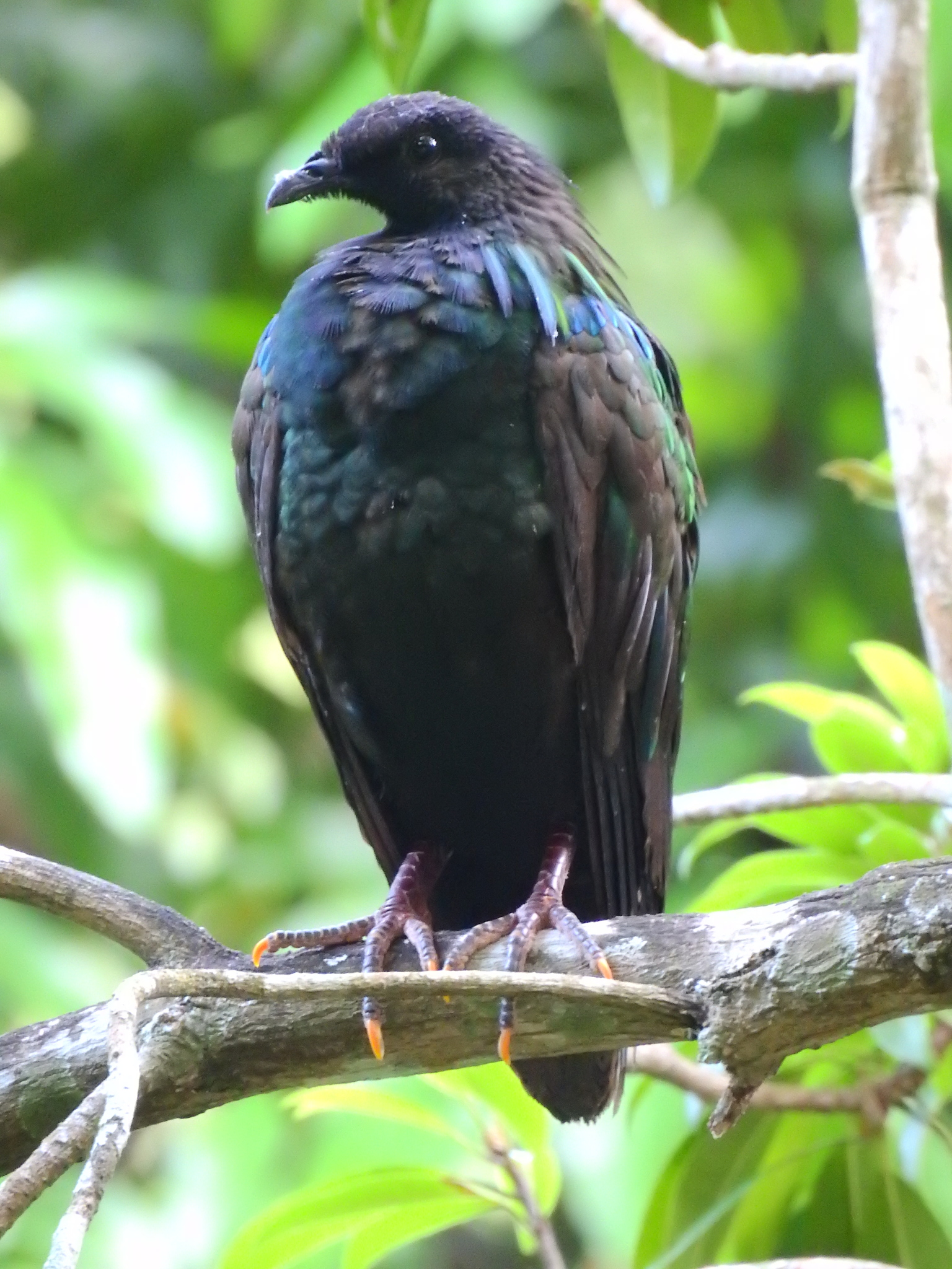 Nicobar Pigeon