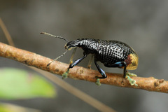 Rhinoscapha lagopyga