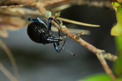 Rhinoscapha lagopyga