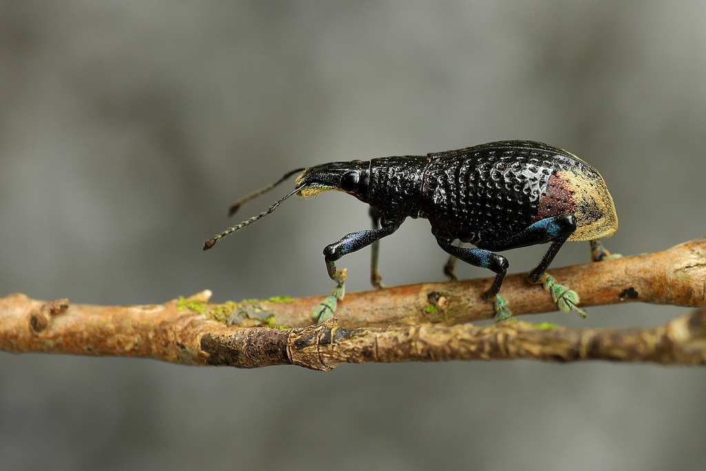 Rhinoscapha lagopyga