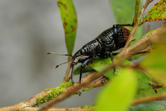 Rhinoscapha lagopyga