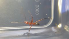 Leptomyrmex tibialis